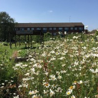 Greenfields_Daisies