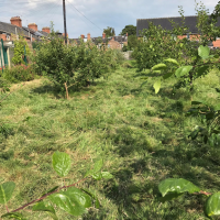 Greenfields_FruitTrees