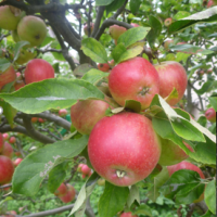 RedApplesInTree