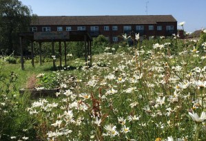 Greenfields_Daisies