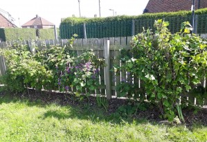 Lidgett Grove Fruit fence