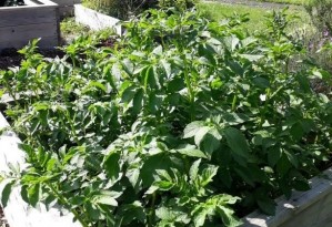 Lidgett Grove Raised Beds