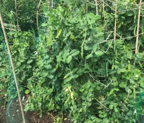 New Gardeners MangeTout Peas