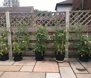New gardeners tomatoes