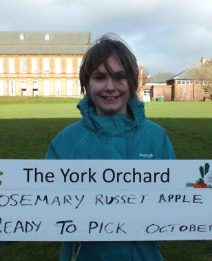 York Orchard 3