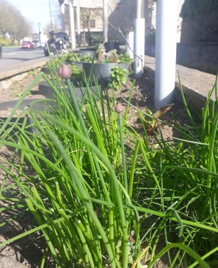 Barbican chives